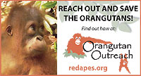 Orangutan Outreach Handout Cards