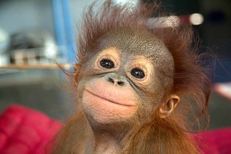 Image result for orangutan baby