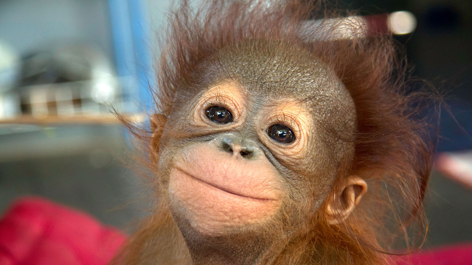 Image result for BABY ORANGUTAN