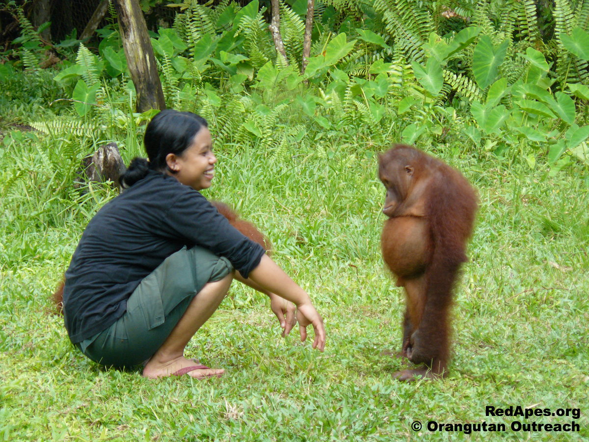 Orangutan Survival (BOSF) - Orangutan Outreach
