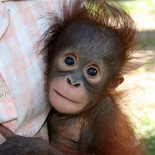 Adopt Monti today!