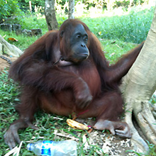 Adopt Pingky today!