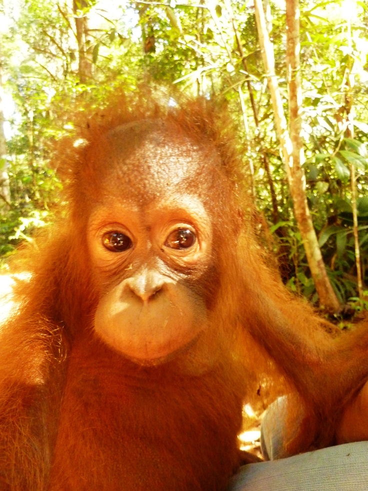 Orangutan, Adopt Me! Wiki