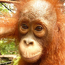 Adopt Pungky today!