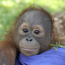 Adopt an Orangutan