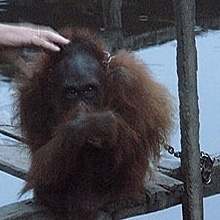 Adopt Neng today!