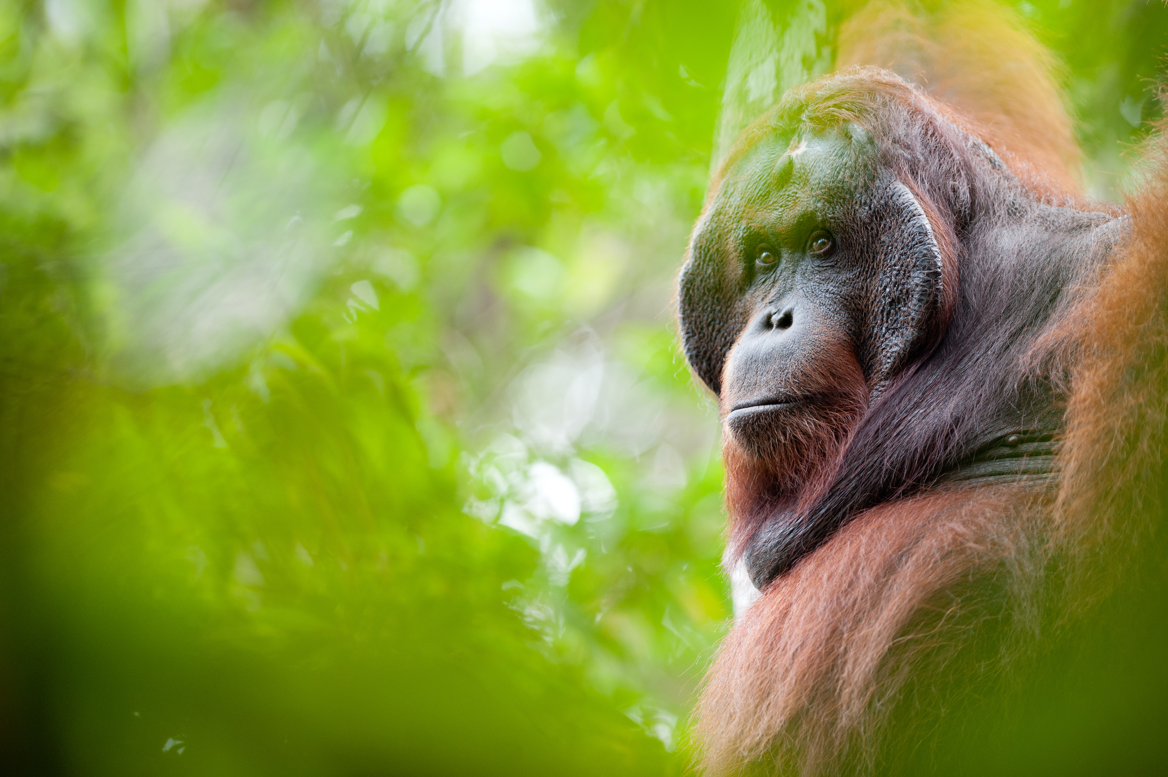 Borneo Nature Foundation (BNF) - Orangutan Outreach