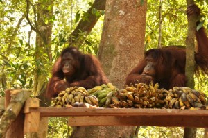 Feeding Platform