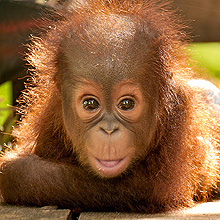 Jumbo