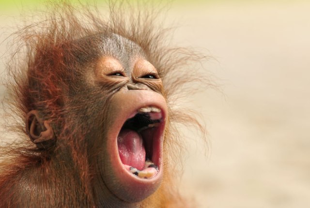 BOS Nyaru Menteng: Update on Baby Orangutan Sura - Orangutan Outreach