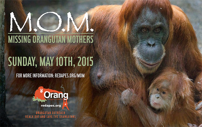 M.O.M. - Missing Orangutan Mothers - Orangutan Outreach