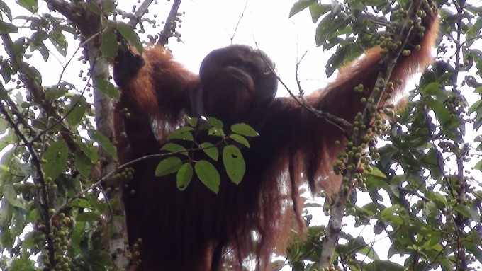 tarzan -batikap monitoring team