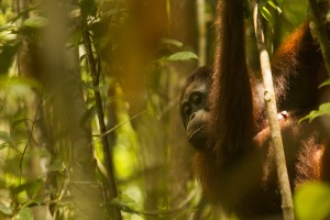 6971, orangutan (Feb and Fio), sabangau