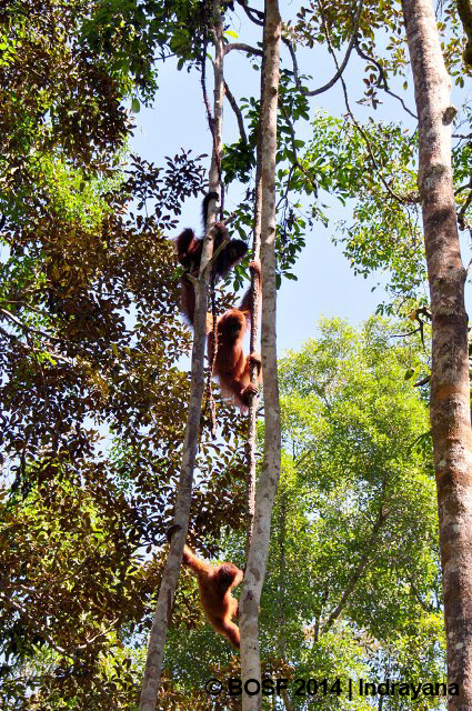 4-Susul-menyusul-Naik-Pohon