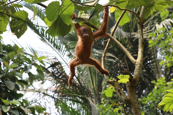 Nadya - Orangutan Outreach