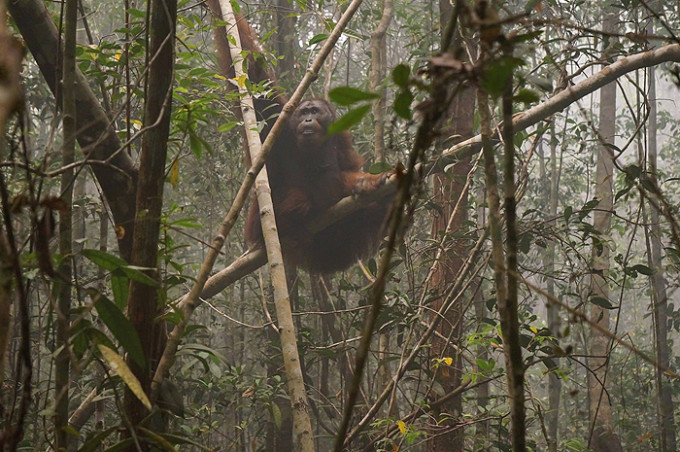 CORE Borneo - Orangutan Outreach