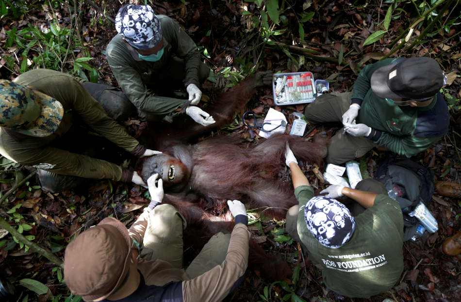 In this Jan. 5, 2016, photo, conservationists of Borneo Orangutan Survival Foundation examine a tranquilized orangutan during a rescue and release operation for orangutans trapped in a swath of jungle in Sungai Mangkutub, Central Kalimantan, Indonesia. A team of conservationists were deployed to rescue orangutans which lost their habitat to the forest fires last year and relocate them to a new location. (AP Photo/Dita Alangkara)