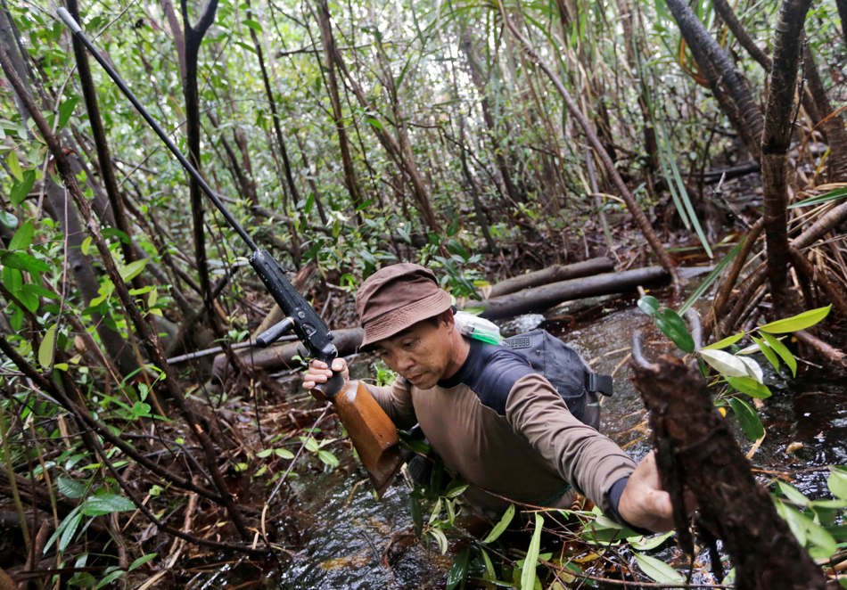 In this Jan. 6, 2016, photo, a conservationist of the Borneo Orangutan Survival Foundation carries a tranquilizer gun as he moves through the swamp during a rescue and release operation for orangutans trapped in a swath of jungle in Sungai Mangkutub, Central Kalimantan, Indonesia. The orangutans, which lost their habitat to the forest fires last year, were forced to live in the over-populated peatland forest along the river, raising fears that they would run out of food soon. (AP Photo/Dita Alangkara)