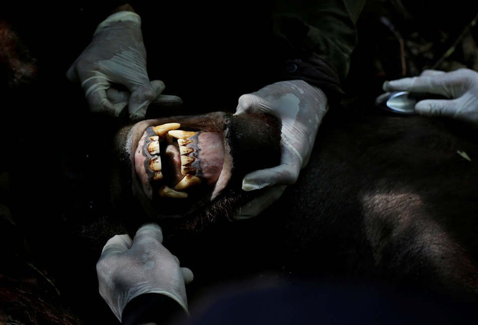 In this Jan. 5, 2016, photo, conservationists of Borneo Orangutan Survival Foundation examine the teeth of a tranquilized orangutan to determine its age during a rescue and release operation for orangutans trapped in a swath of jungle in Sungai Mangkutub, Central Kalimantan, Indonesia. A team of conservationists were deployed to rescue orangutans which lost their habitat to the forest fires last year and relocate them to a new location. (AP Photo/Dita Alangkara)