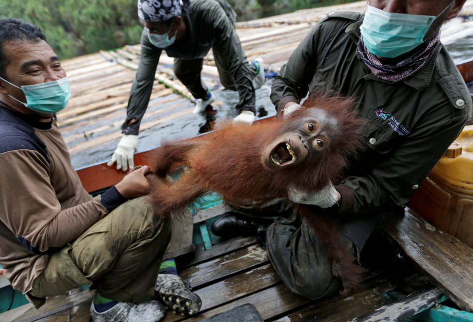 In this Jan. 7, 2016, photo, conservationists of Borneo Orangutan Survival Foundation hold a baby orangutan rescued along with its mother during a rescue and release operation for orangutans trapped in a swath of jungle in Sungai Mangkutub, Central Kalimantan, Indonesia. Last year's forest fires drove orangutans closer to the river bank, where they had to live in an over-populated swath of forest as thin as 30 meters wide along the river. (AP Photo/Dita Alangkara)