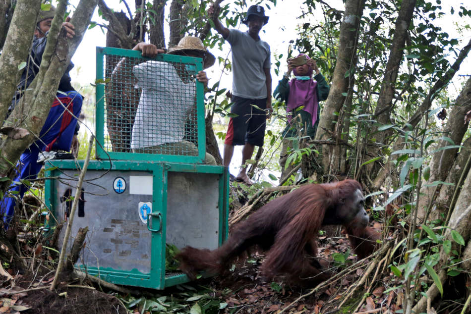 In this Jan. 6, 2016, photo, conservationists of the Borneo Orangutan Survival Foundation release a rescued orangutan at a forest in Sungai Mantangai, Central Kalimantan, Indonesia. A team of foresters, veterinarians and technicians were deployed to rescue orangutans which lost their habitat to the forest fires last year and relocate them to a new location. (AP Photo/Dita Alangkara)