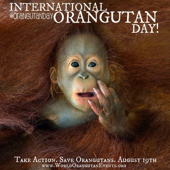 August 19th is International Orangutan Day! - Orangutan Outreach