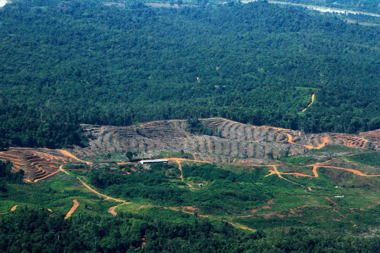 Sumatran Unesco World Heritage Site Facing New Wave Of Destruction Orangutan Outreach