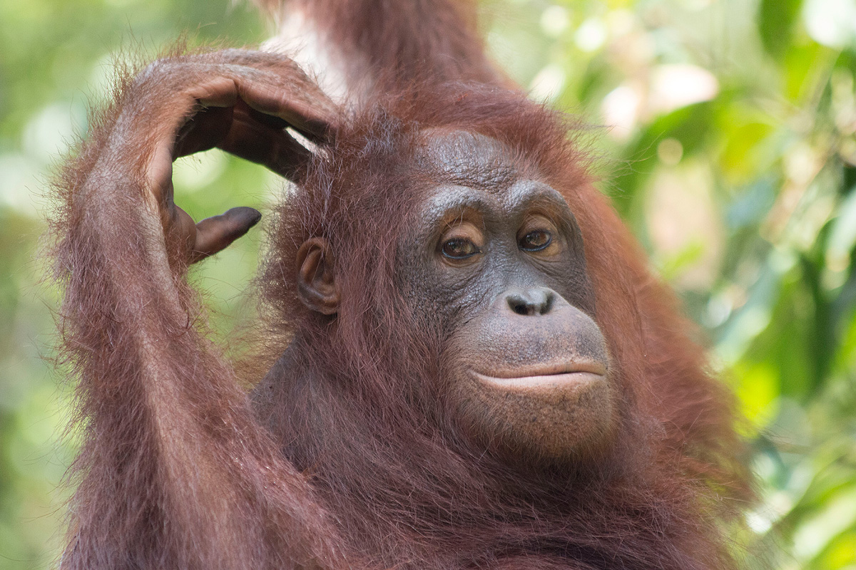  Adopt an Orangutan  Orangutan  Outreach