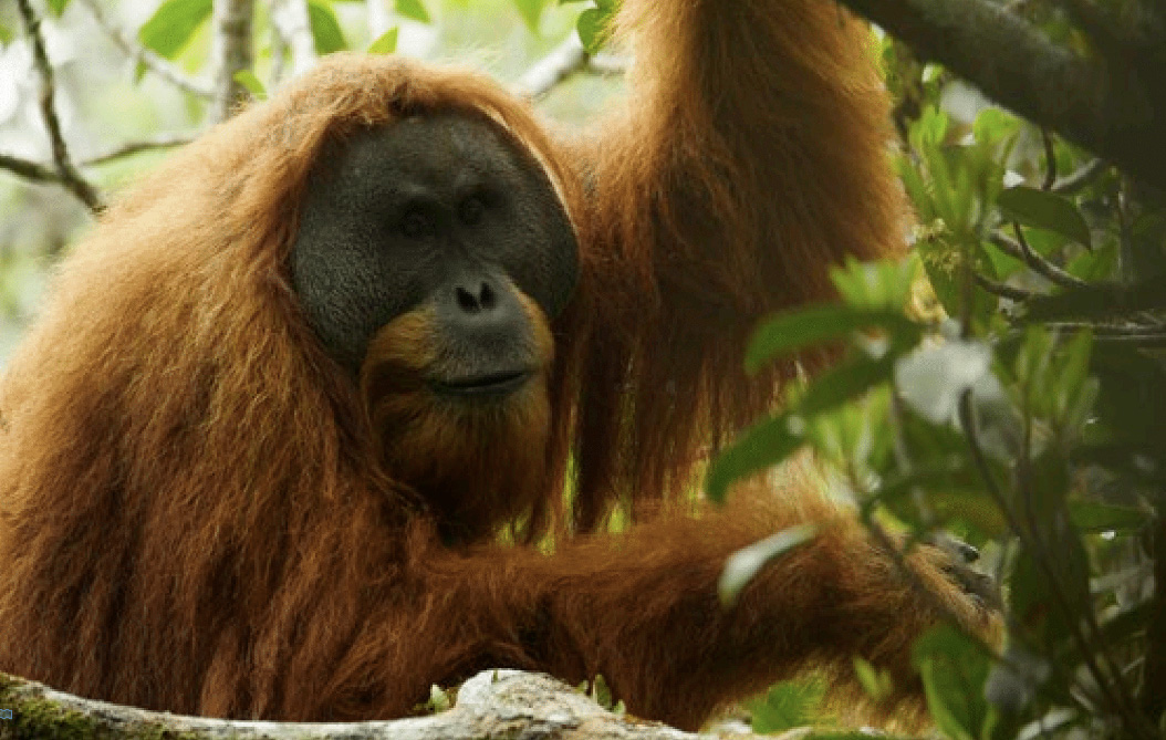 Tapanuli Orangutans Orangutan Outreach