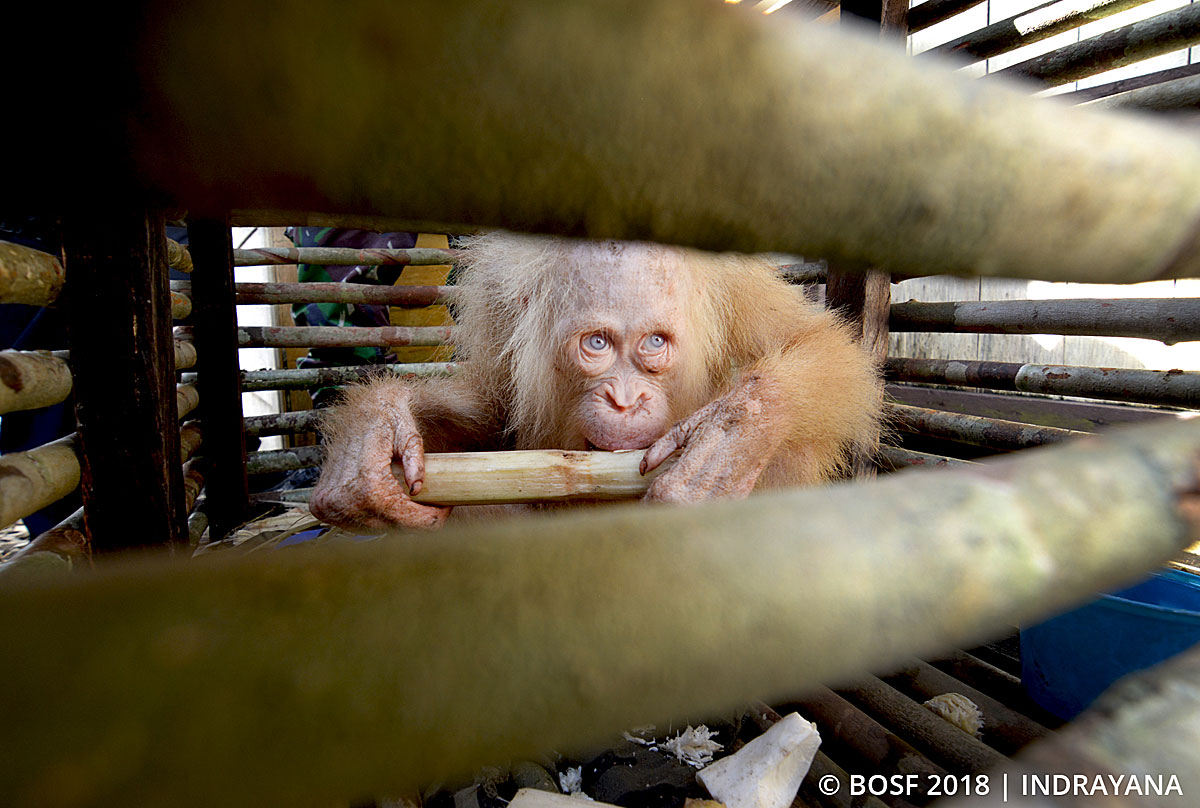 albino orangutan