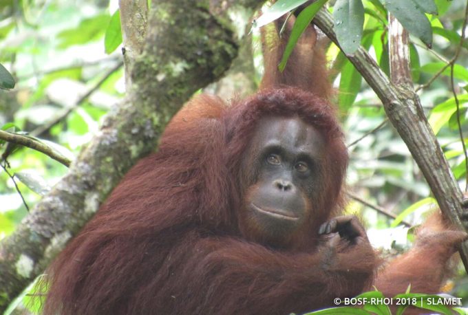 BOS Samboja: Yuniar At Home in Her New Surroundings - Orangutan Outreach