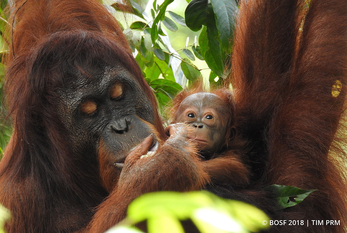 Birth of baby orangutan in Borneo gives hope for the future of the