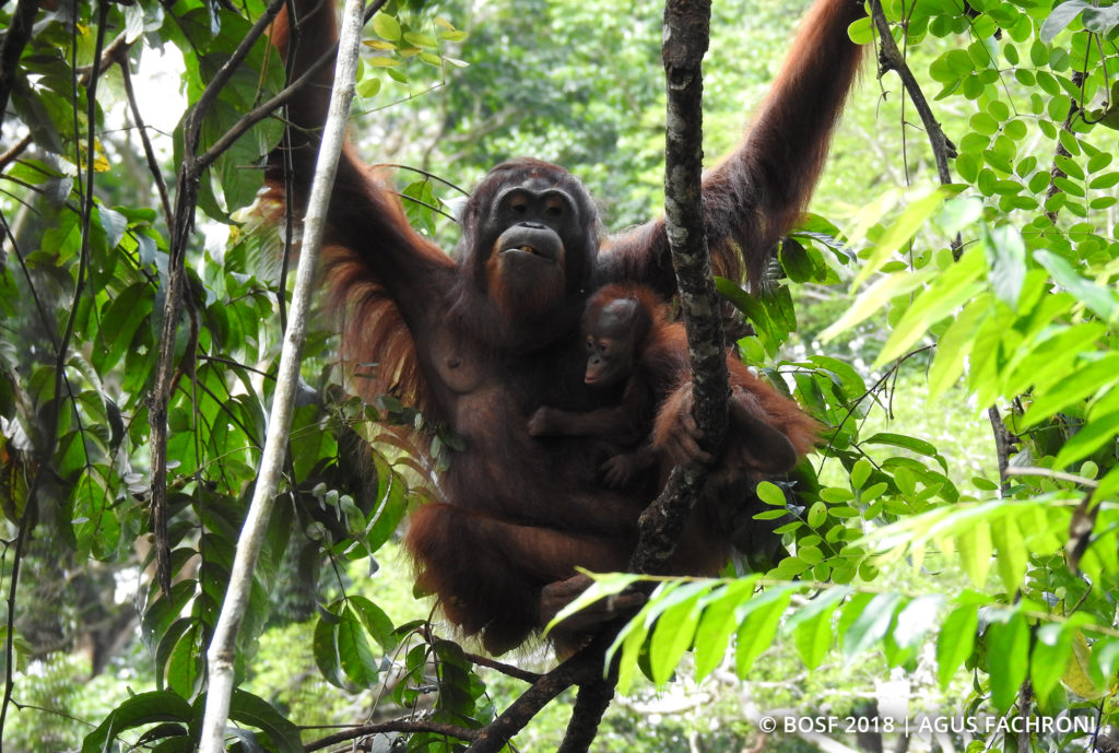 Birth of baby orangutan in Borneo gives hope for the future of the