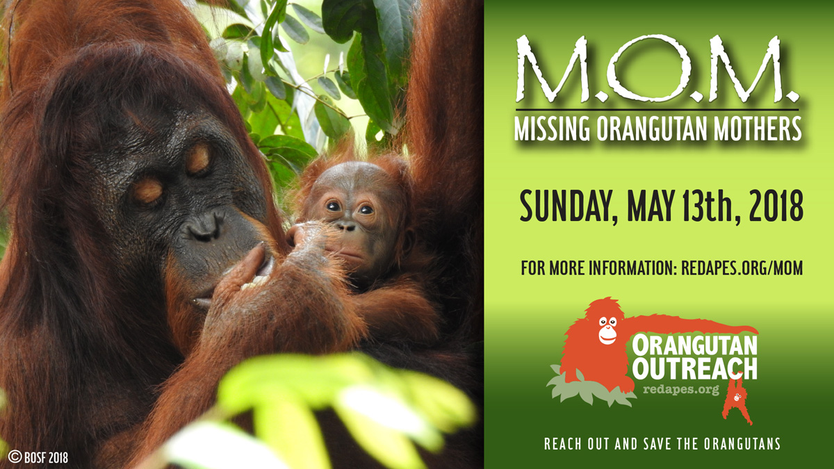 The Power of Mama - Orangutan Outreach