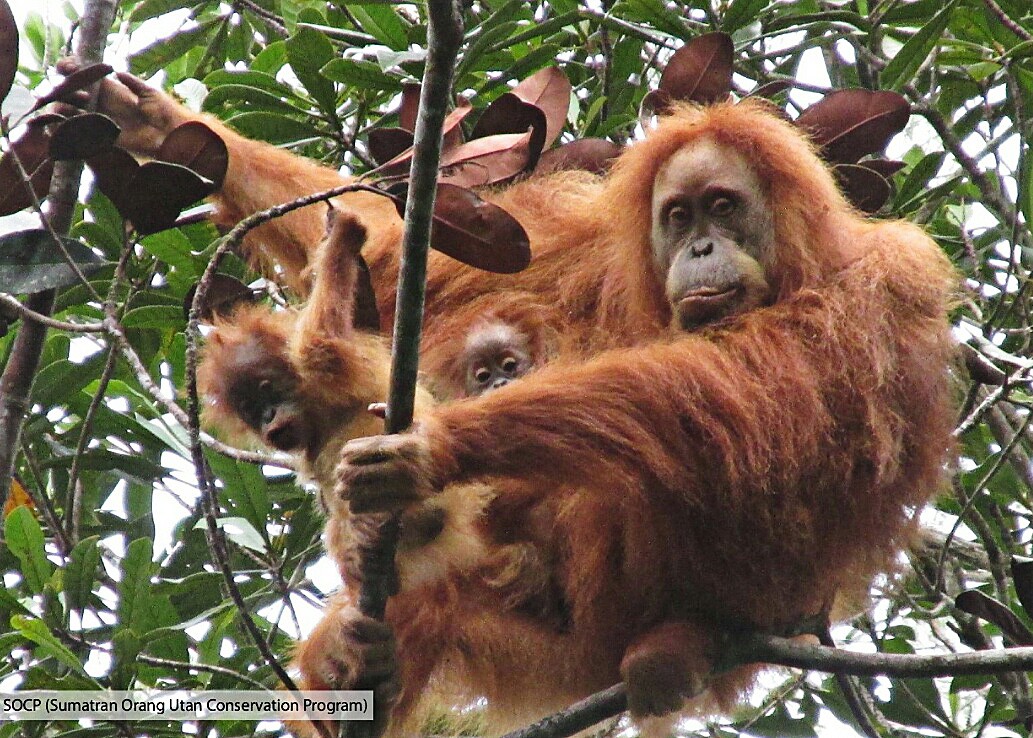do orangutans visit their mothers