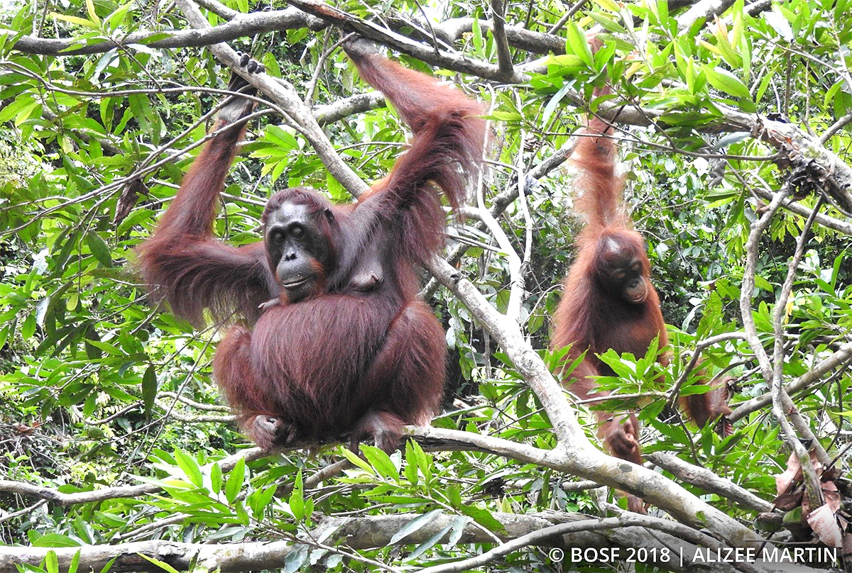 orangutan in tree