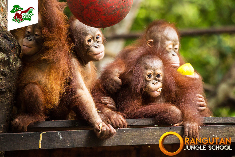 Orangutan Jungle School - Orangutan Outreach