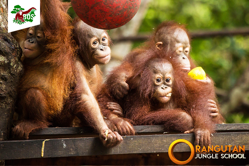 A Baby Orangutan in the Wild. Indonesia. the Island of Kalimantan