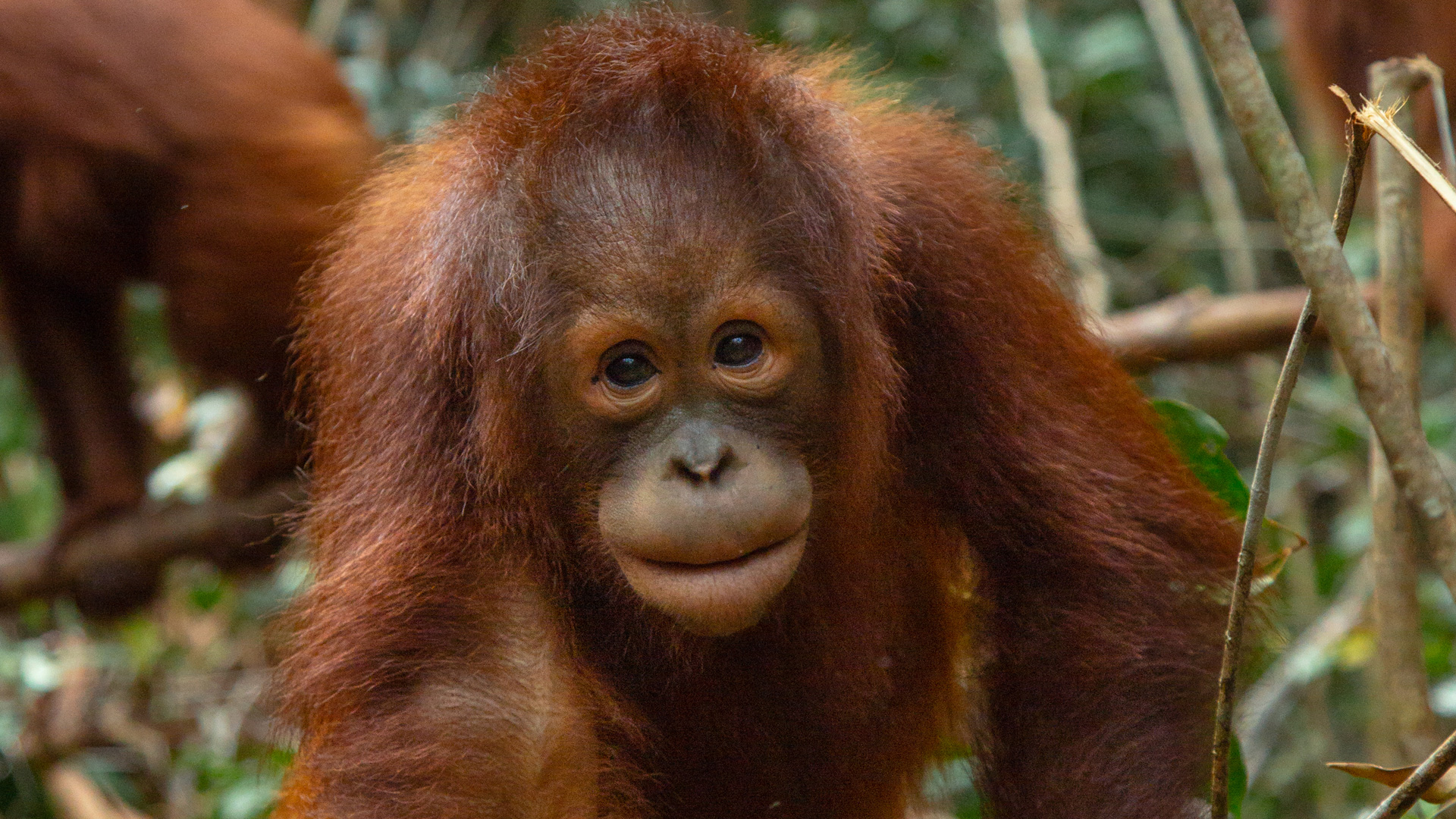 Orangutan 