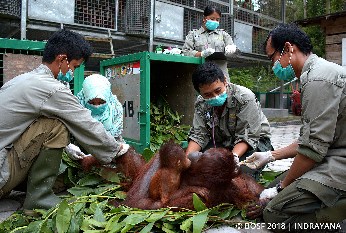 Bos Nyaru Menteng 4th Repatriated Orangutan Released Back