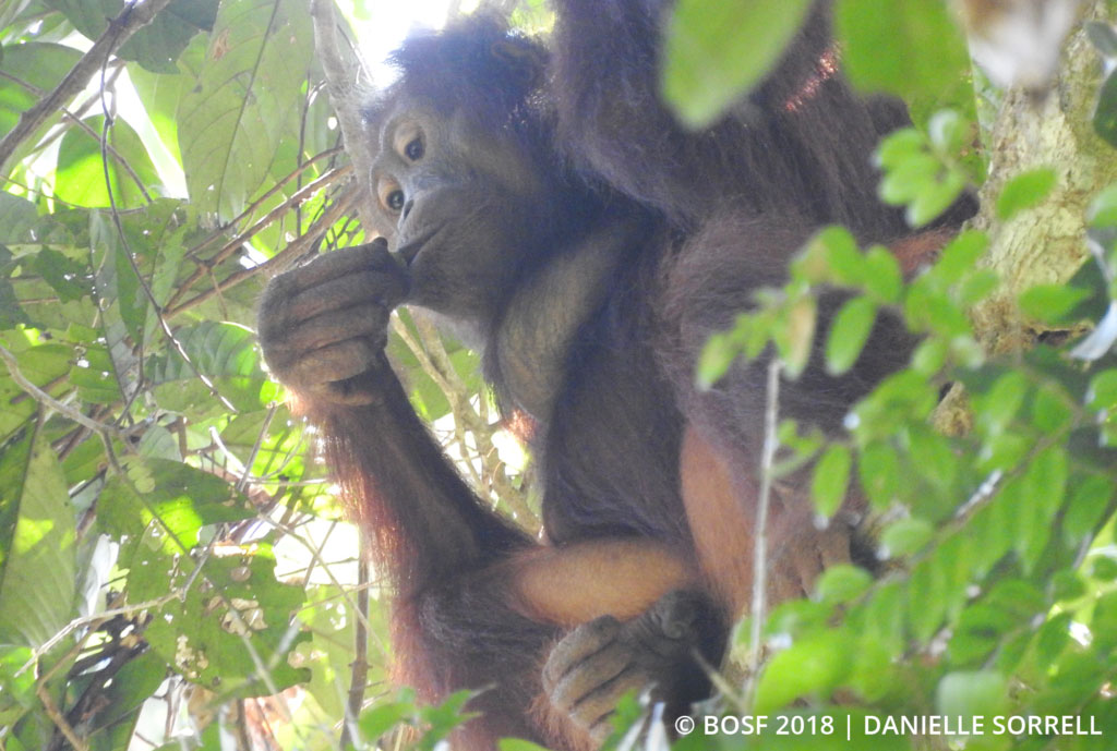 orangutan kiss