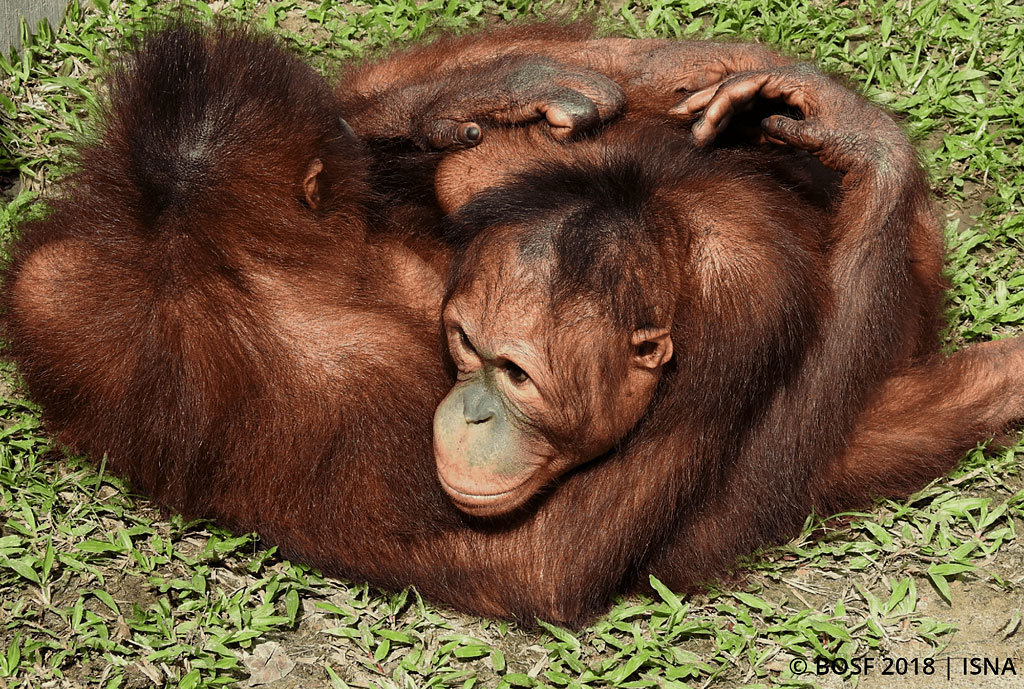 chantek the orangutan discussed in the text