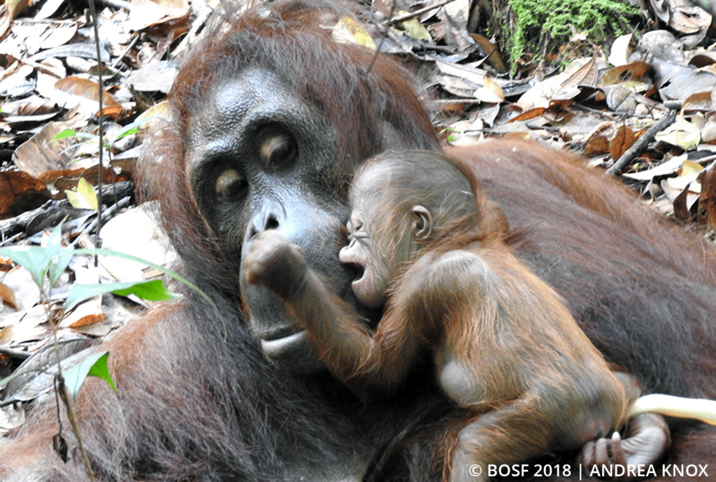 BOS Orangutan Releases: Compost Navigates Early Days of Motherhood ...