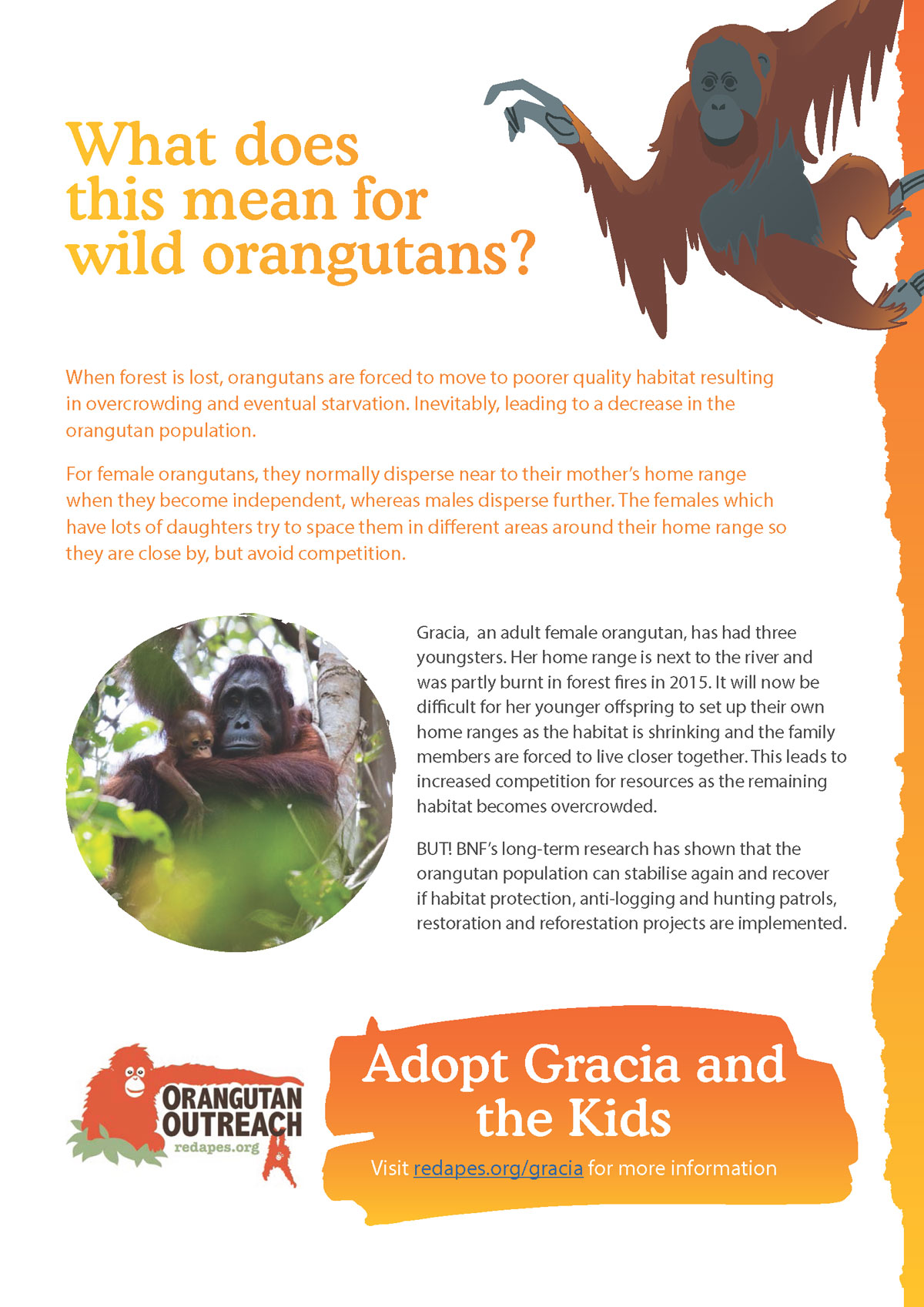 Borneo Nature Foundation: Reforestation Program - Orangutan Outreach