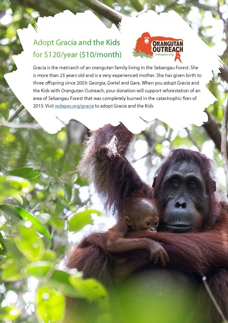 Borneo Nature Foundation: Reforestation Program - Orangutan Outreach