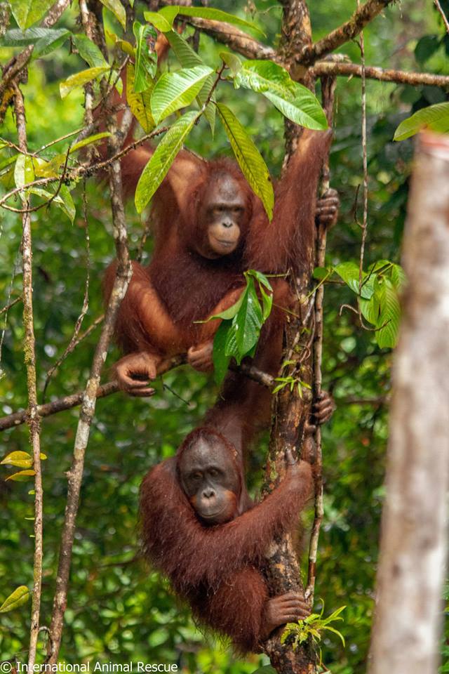 orangutan in tree