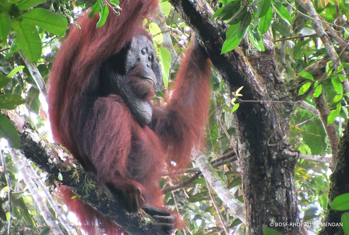 Long Calls: The King of the Forest is Coming! - Orangutan ...