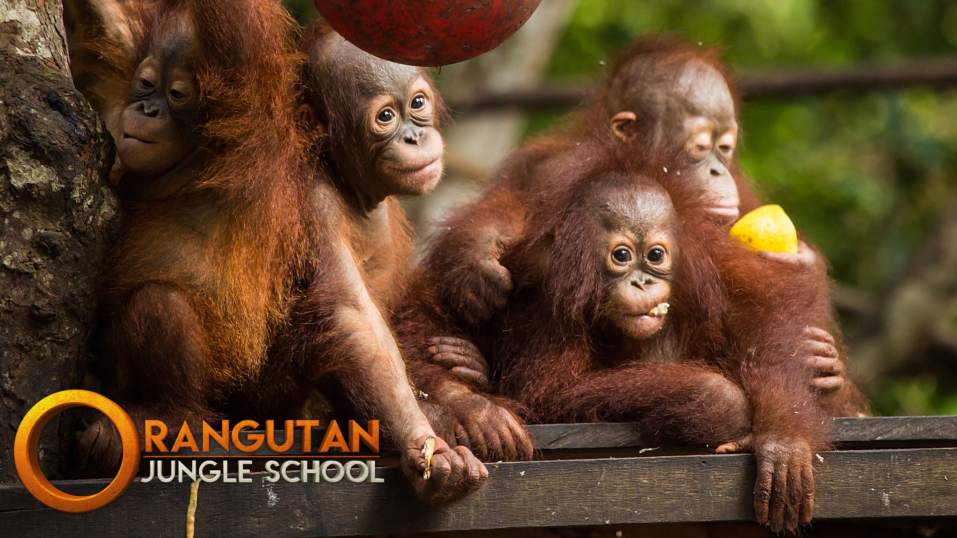 Orangutan Outreach