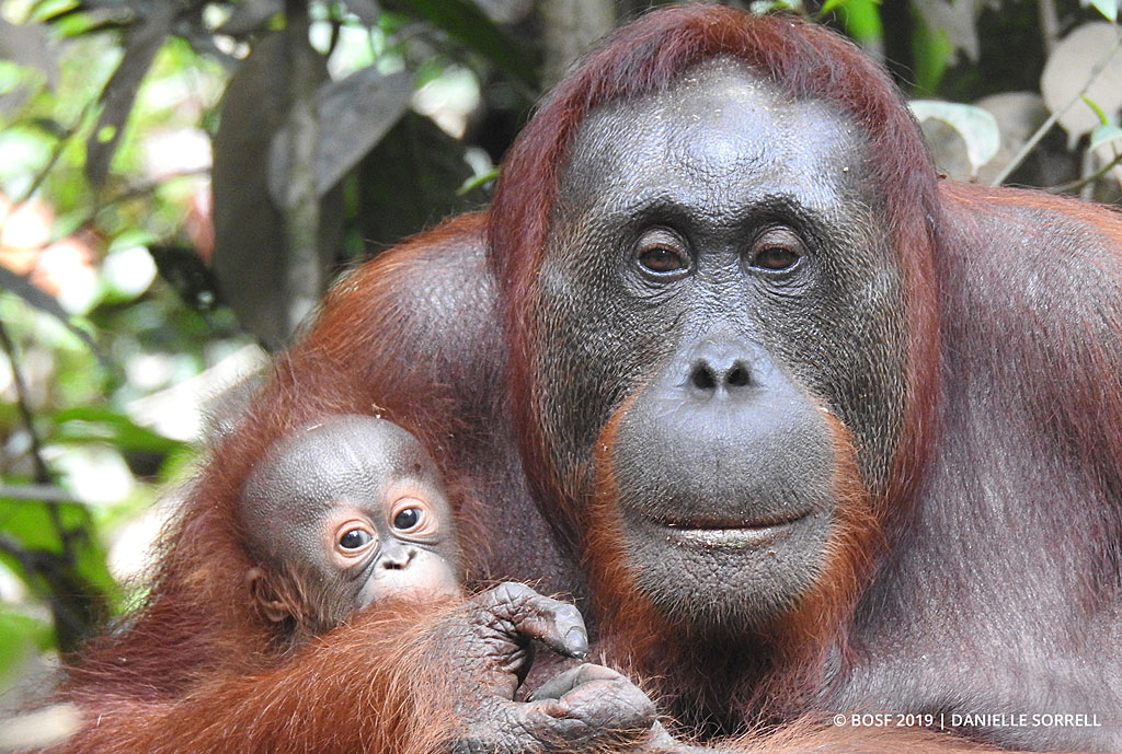 BOSF Orangutan Releases: Cindy Helps Regenerate Wild Population With Third  Birth! - Orangutan Outreach