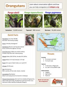 Orangutan Fact Sheet